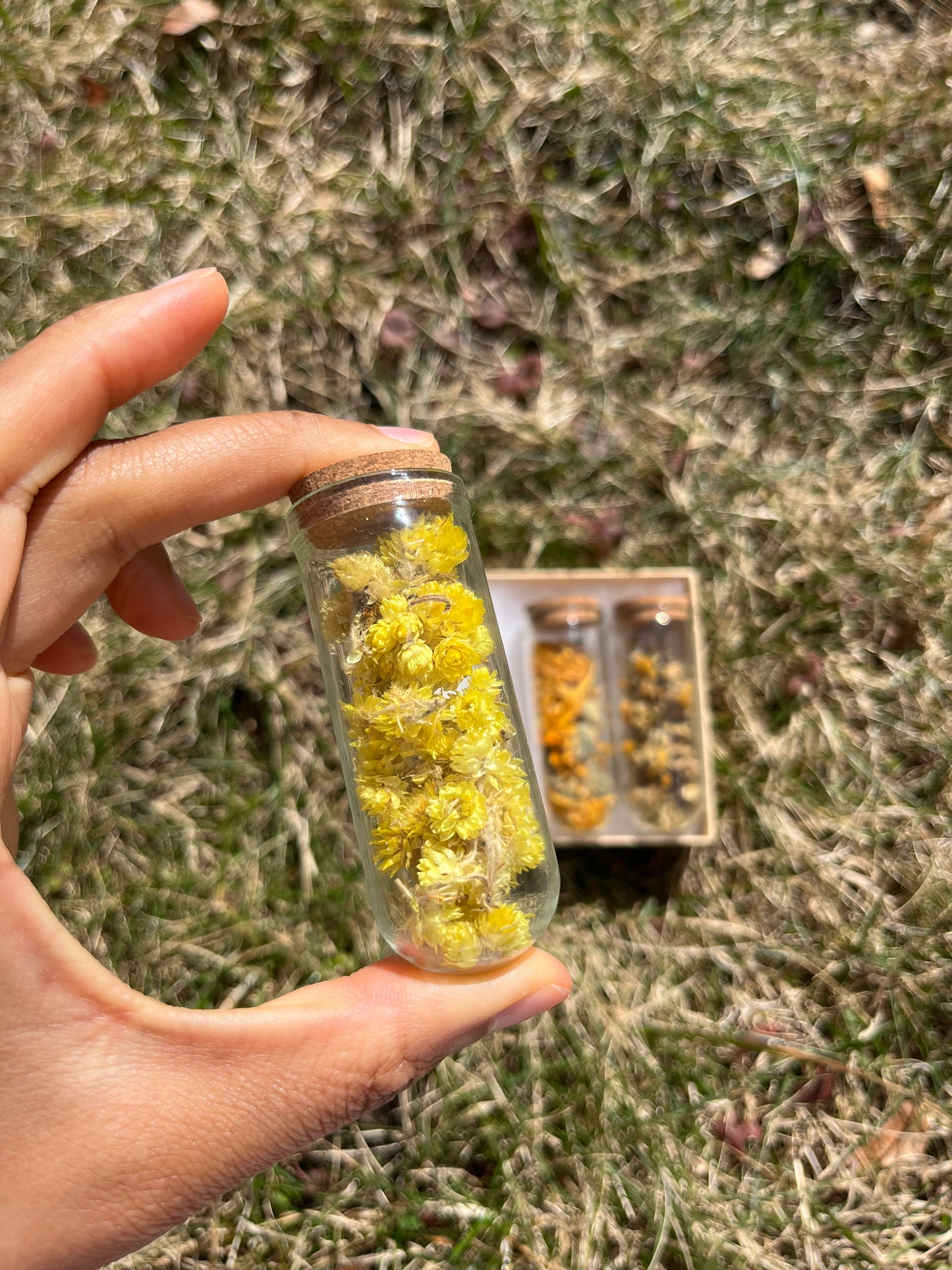 Daughter of the Sun Herbal Trio